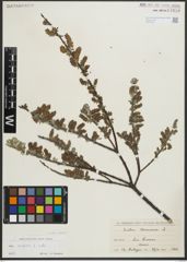 Foto von Salix repens subsp. repens L.
